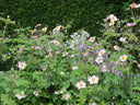 Leggings with Pockets – Historic Scottish Highland Castle Garden Flowers