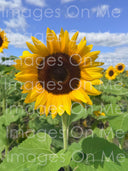 Bag — Sunflowers (Weatherproof Canvas Shoulder Handbag)