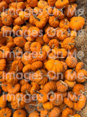 Sweatshirt – Pumpkin (Women's Cropped Crew)