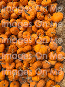 Sweatshirt – Pumpkin (Women's Cropped Crew)
