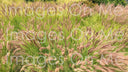 Bag - Foxtail Fountain Grass (Weatherproof Canvas Shoulder Handbag)