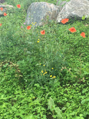 Leggings with Pockets – Loch Ness Poppies