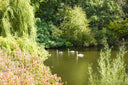 Top – Swans of St. James Park (Tank)