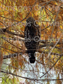 Bag – Red-Shouldered Hawk (Zip-top Shoulder Handbag)