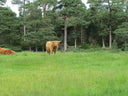 Leggings with Pockets – Highland Cattle