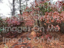 Belt – Autumn in Georgia Leaves (Cut-to-size)