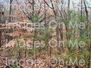 Top – Autumn in Georgia Trees (Tank)