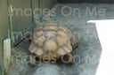 Tee – Tortoise Front & Back One Step At A Time (Unisex Crew)