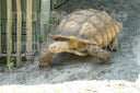 Tee – Tortoise Front Only One Step At A Time (Unisex Crew)