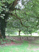 Original photograph taken at Blarney Castle in Ireland and utilized for Legendary Irish Castle grounds