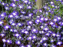 Original Images On Me photograph captured at Dromoland Castle in Ireland — inspiration for Castle Lobelias products.